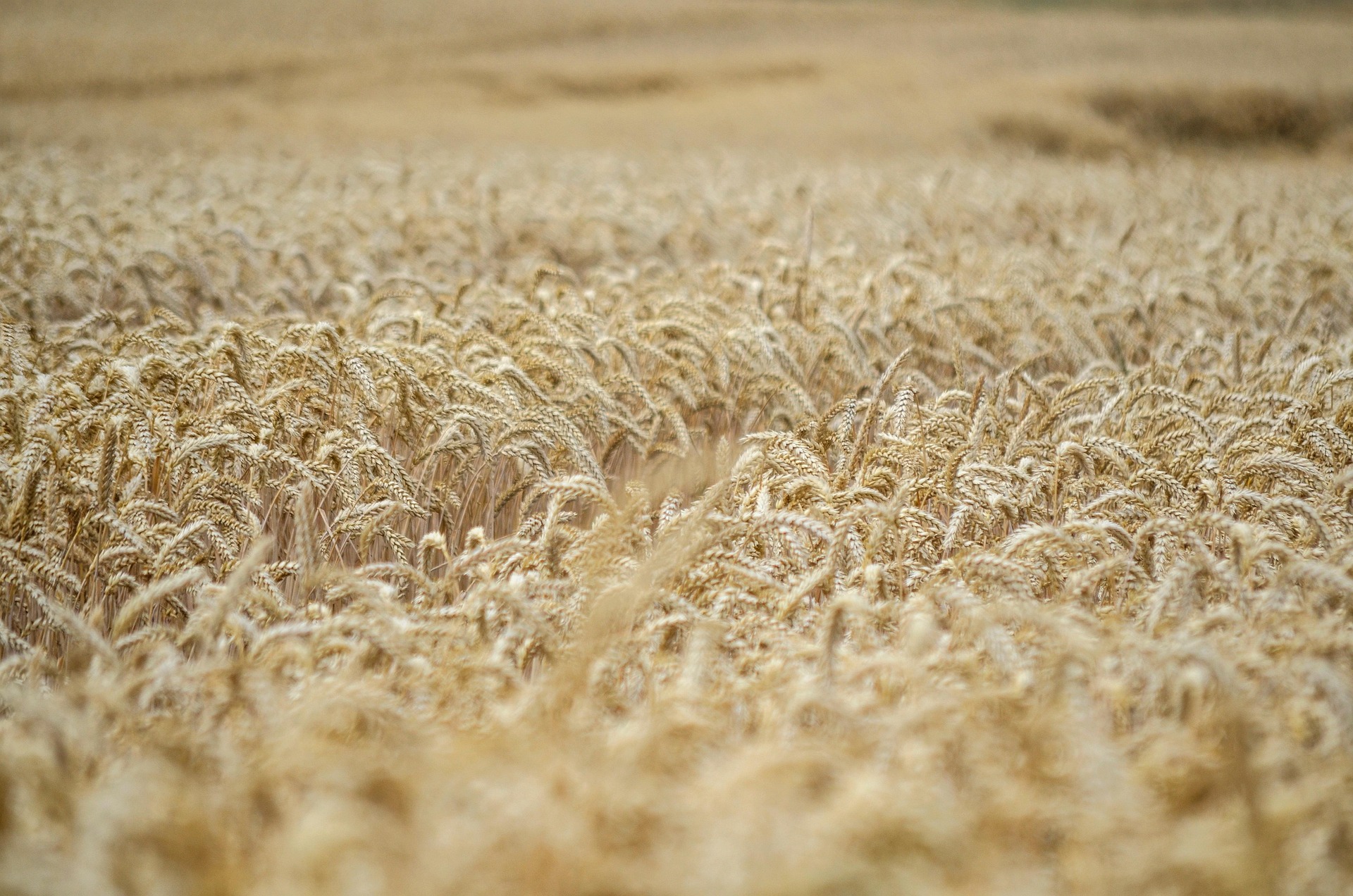 The Abundance Paradox: Why 20 Million South Africans Are Hungry in a Land of Plenty