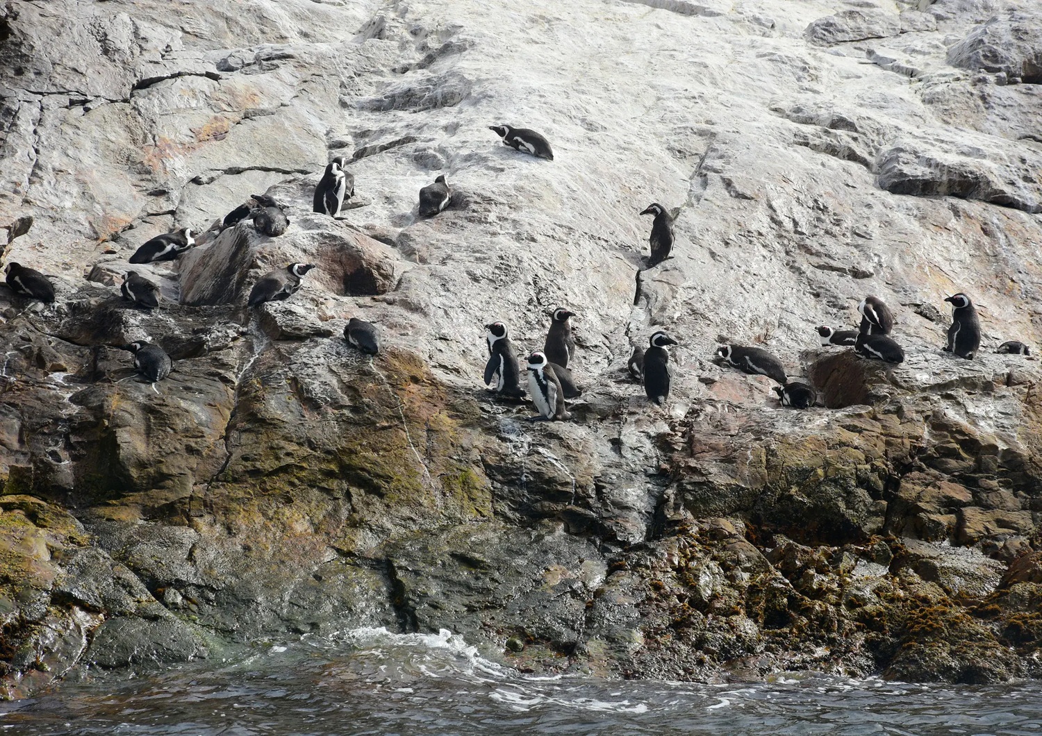 Ford marks World Penguin Day by supporting SANCCOB’s efforts to protect endangered African penguins